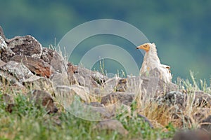 Egyptian vulture, Neophron percnopterus, big bird of prey sitting on the stone in nature habitat, Madzarovo, Bulgaria, Eastern Rho