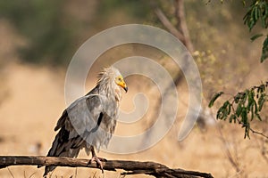 Egyptian vulture or Neophron percnopterus bird portrait at jorbeer conservation reserve bikaner rajasthan India
