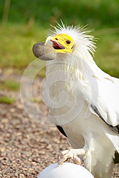 Egyptian vulture Neophron percnopterus bird of prey, breaks a