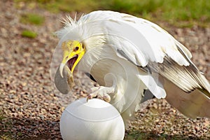 Egyptian vulture Neophron percnopterus bird of prey, breaks a