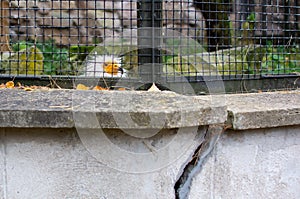 Egyptian vulture Neophron percnopterus face with bright yellow beak peeping out through the cage