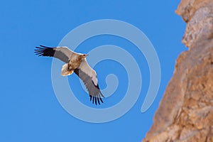 An Egyptian vulture (Neophron percnopterus) in flight