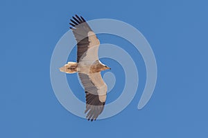 An Egyptian vulture (Neophron percnopterus)in flight