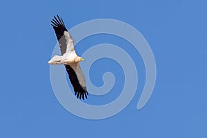 Egyptian vulture (Neophron percnopterus