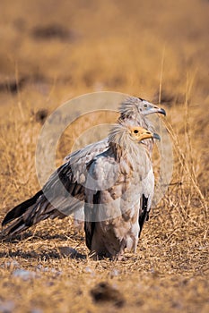 Egyptian vulture or Neophron percnopterus at jorbeer conservation bikaner india