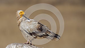 Egyptian Vulture on Top of Rock