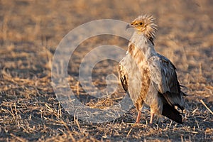 Egyptian Vulture Neophron percnopterus, scavenger bird