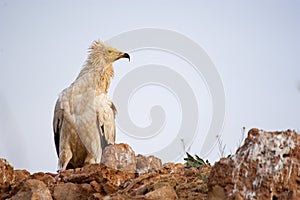 Egyptian Vulture Neophron percnopterus, scavenger bird standing on the ground