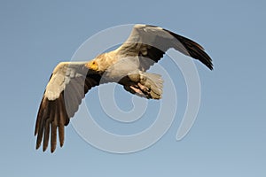 Egyptian vulture, Neophron percnopterus