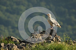 Egyptian Vulture Neophron percnopterus sitting on the rocks with green grass around and green background