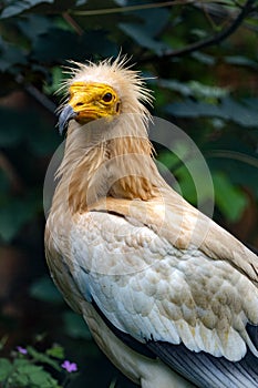 Egyptian vulture, Neophron percnopterus, is a smaller predator that feeds predominantly on carrion