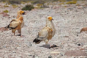 Egyptian Vulture