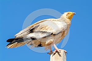 Egyptian Vulture Neophron percnopterus on Socotra island