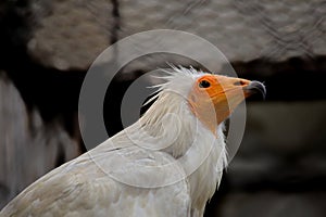 Egyptian Vulture (Neophron percnopterus) - Wanderer of the Skies photo