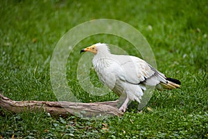 Egyptian vulture, Neophron percnopterus, white scavenger vulture