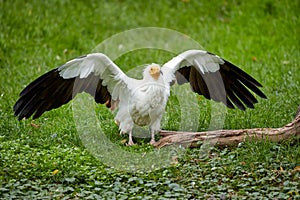 Egyptian vulture, Neophron percnopterus, white scavenger vulture with outstretched wings