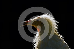 Egyptian vulture (Neophron percnopterus),white scavenger vulture or pharaoh\'s chicken,.