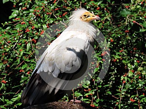 Egyptian vulture Neophron percnopterus, White scavenger vulture, Pharaoh`s chicken, Schmutzgeier or Vautour percnoptÃ¨re