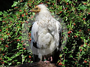 Egyptian vulture Neophron percnopterus, White scavenger vulture, Pharaoh`s chicken, Schmutzgeier or Vautour percnoptÃ¨re