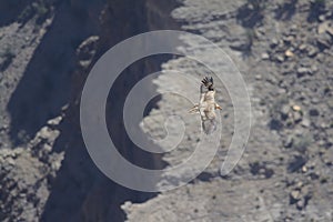 Egyptian Vulture over rocky gorge