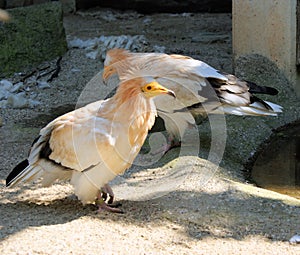 Egyptian vulture