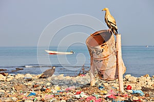 Egyptian vulture on rubbish-bin