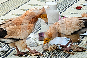 Egyptian Vulture, scavenging photo