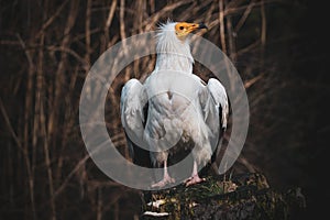 Egyptian vulture sitting on the stump