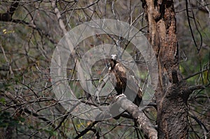 Egyptian Vulture on tree