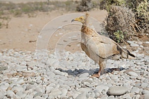 Egyptian Vulture