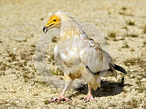 Egyptian vulture walking on sandy soil