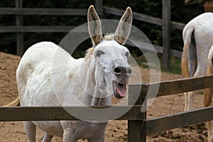 Egyptian White Donkey Braying, Calling