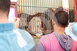 Egyptians looking at lion