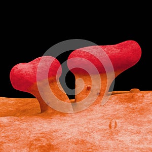 EHEC bacteria 3d render