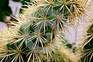 Ehinopsis cactus