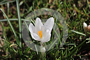 White crocus in grass field in the spring