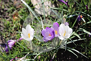 White crocus in grass field in the spring.
