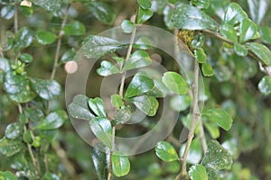 Ehretia microphylla, synonym Carmona retusa, also known as the Fukien tea tree or Philippine tea tree, is a species of flowering