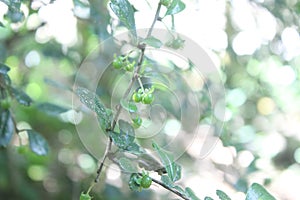 Ehretia microphylla, synonym Carmona retusa, also known as the Fukien tea tree or Philippine tea tree, is a species of flowering