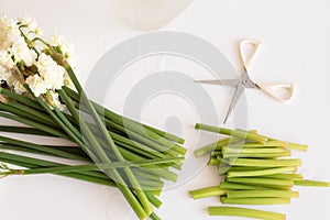 Ehrlicher daffodils, scissors and stems