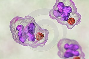 Ehrlichia bacteria morula within macrophages, 3D illustration