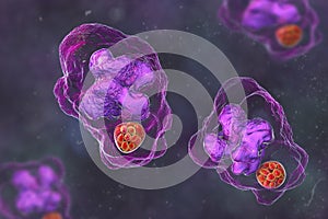 Ehrlichia bacteria morula within macrophages, 3D illustration