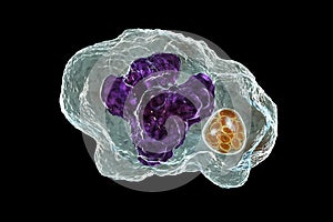 Ehrlichia bacteria morula within macrophages, 3D illustration