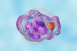 Ehrlichia bacteria morula within macrophages, 3D illustration