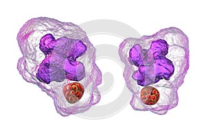 Ehrlichia bacteria morula within macrophages, 3D illustration photo