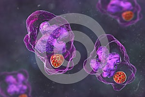 Ehrlichia bacteria morula within macrophages, 3D illustration photo