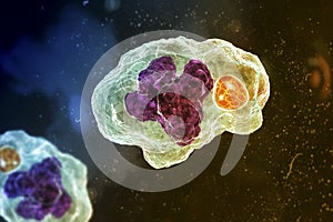 Ehrlichia bacteria morula within macrophages, 3D illustration photo