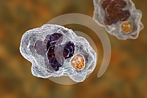 Ehrlichia bacteria morula within macrophages, 3D illustration photo