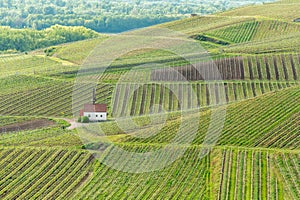 Eichert Kapelle in the vineyard in spring