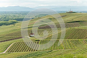 Eichert Kapelle in the vineyard in spring